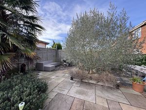 Olive Tree- click for photo gallery
